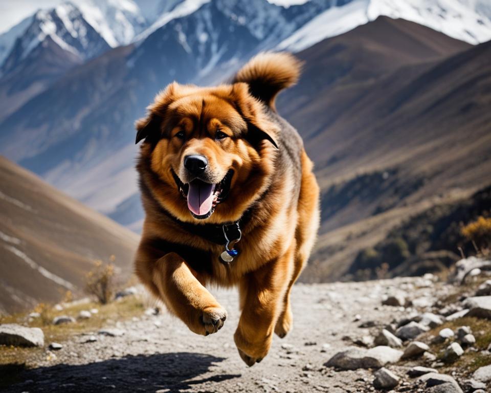 Tibetan Mastiff exercise